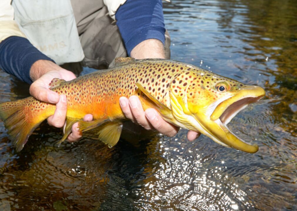 Arkansas: White River